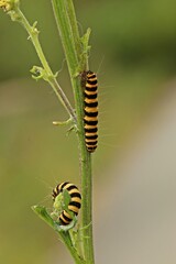 Raupen des Jakobskrautbären (Tyria jacobaeae) an Jakobskreuzkraut (Senecio jacobaea)