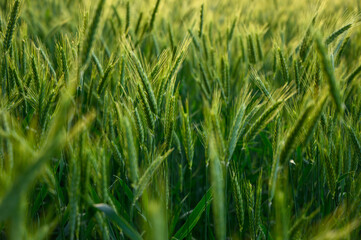 Lush green rye ears gently swaying in a sunlit field at golden hour, symbolizing nature’s abundance and agricultural prosperity. Perfect for farming, sustainable agriculture, eco-friendly .