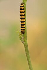 Raupe des Jakobskrautbären (Tyria jacobaeae) an Jakobskreuzkraut (Senecio jacobaea)
