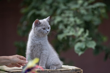 Portrait of a beautiful purebred British shorthair kitten