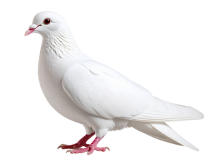 white pigeon isolated on white background
