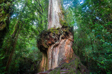 Forest in South Chile