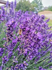 lavender field in provence