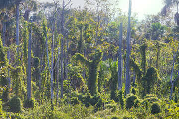 Jungle