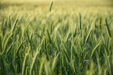 Fototapeta premium Lush green rye ears gently swaying in a sunlit field at golden hour, symbolizing nature’s abundance and agricultural prosperity. Perfect for farming, sustainable agriculture, eco-friendly .