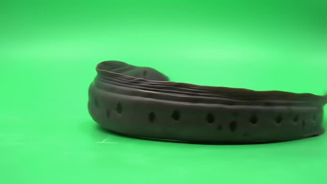 Lamprey Specimen on Green Screen