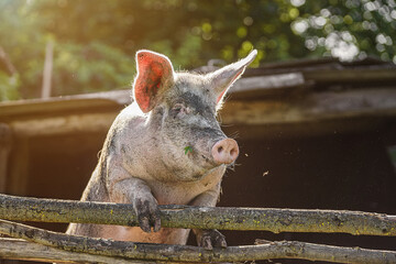 Pig farming raising and breeding of domestic pigs.