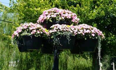 A cluster of vibrant pink New Guinea Impatiens blossoms in hanging baskets, creating a unique display.