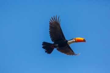 Tucan