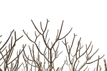 Green summer grass and dry winter branches silhouette isolated on white background