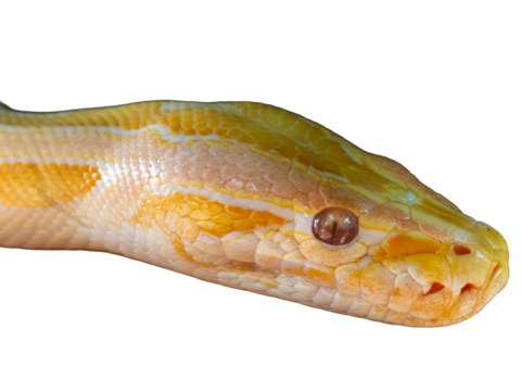 Yellow Burmese Python (Python reticulatus) isolated on white background
