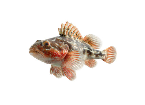 Durable Red handled Flathead