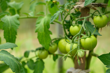 Close-up of  green tomatoes on plant branch, perfect for food industry, farming business, organic vegetables, fresh harvest, gardening, healthy lifestyle, natural farming, crop production, garden
