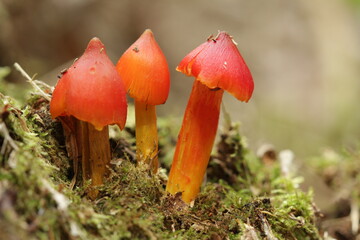 Mushrooms from tropic forest in kalimantan island