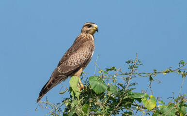 White-eyed Buzzard, a Juveniles bird with a buffy head and brown iris.