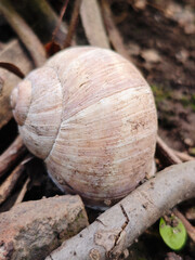 Close-up of a Large Snail Shell on Forest Floor