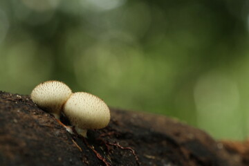 Mushrooms from tropic forest in kalimantan island