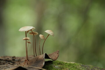 Mushrooms from tropic forest in kalimantan island