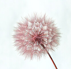 Close-up image of a delicate pink dandelion seed head on white background