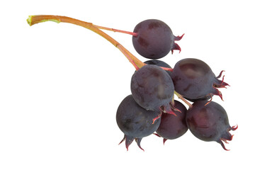 Ripe serviceberries on a branch, isolated on a transparent background.