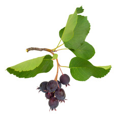 A branch of serviceberries with ripe berries and green leaves, isolated on a transparent background.