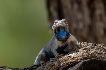 Clark's spiny lizard in mesquite tree facing the camera; bright blue and black throat