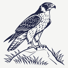 Fototapeta premium Realistic hawk artwork showing the bird of prey in a calm, observing position with elegant feather texture.