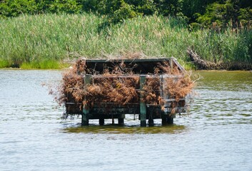 Duck nesting platform, partially obscured by dried vegetation, sits on stilts in the water near St Michaels, Maryland, U.S.A