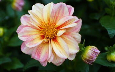Closeup of a beautiful peach-toned dahlia flower