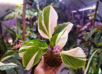 Holding the white and green leaf patterns of Kaempferia Galanga Variegated in Kokedama, a Japanese technique of growing plants in moss ball