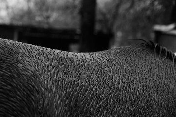 Wet fur on horse closeup in black and white during rainy weather outdoors.