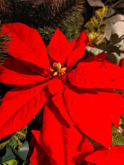 Vibrant red poinsettia blooming in festive setting