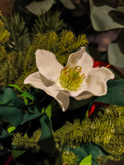 White christmas rose blooming near pine branches in festive decoration