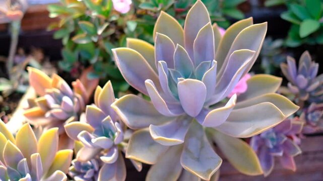 A bunch of cactus flowers with a yellow and purple flower in the middle. The cactus flowers are in a vase