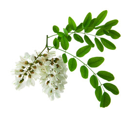 White acacia flowers isolated on white background.