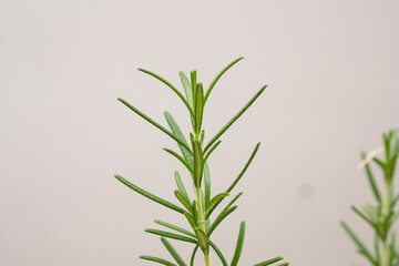 Rosemary plant herb in the garden