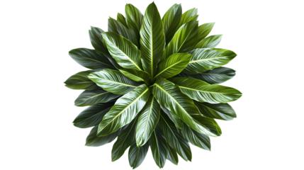 Macro Shot of Green Pine Tree isolated on transparent background