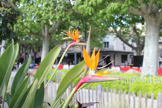 Oiseau de paradis &agrave; Setes