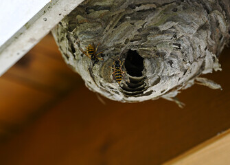 Close-up photograph of two wasps entering their intricately built paper nest