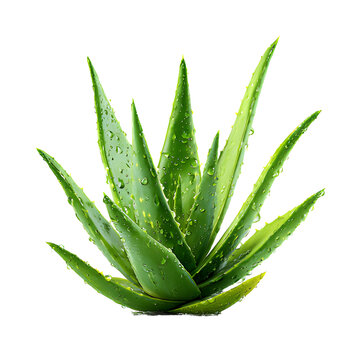 Alovera plant  isolated on a transparent  background