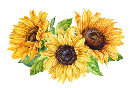 Sunflowers watercolor floral bouquet with green leaves summer yellow flowers clipart for wedding invitation and kitchen prints - Powered by Adobe