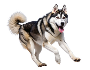Running Siberian Husky with Tongue Out in Mid-Stride, isolated on a transparent background.