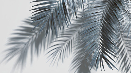 Realistic shadow overlay effect. Natural palm leaf shadows isolated on white background. Tropical coconut branch shade, foliage silhouette decoration. Design element for summer spring projects
