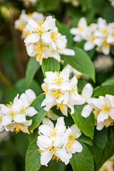 Beautifully blooming white jasmine flowers in their natural environment.