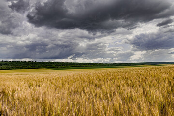 Landscape view of a wheat field against a background of sky with clouds.