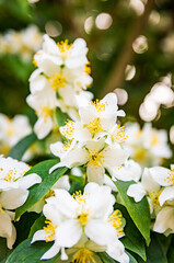 Beautifully blooming white jasmine flowers in their natural environment.