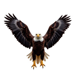 Obraz premium Bald Eagle Flying with Spread Wings on White Background
