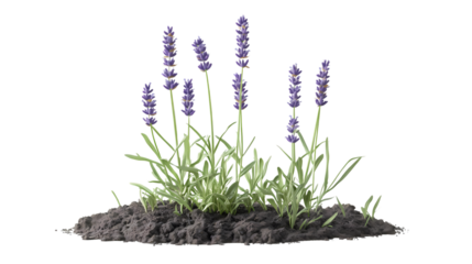 A close-up of lavender flowers isolated on transparent background