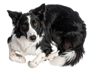 Fototapeta premium Top View of Border Collie Lying in Relaxed Pose, isolated on a transparent background.