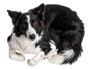 Top View of Border Collie Lying in Relaxed Pose, isolated on a transparent background.